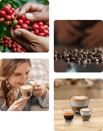 De la récolte du café à la dégustation